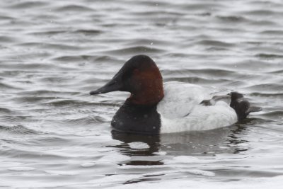 Canvasback