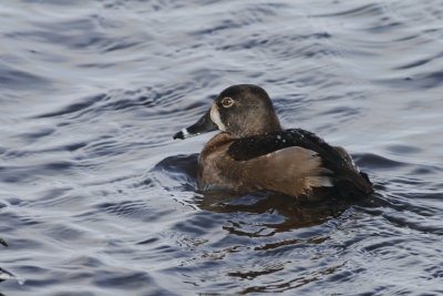 Ring Necked Duck - Female