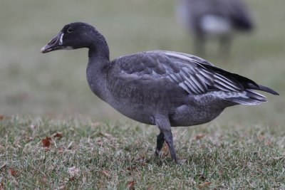 Snow Goose - Dark Immature