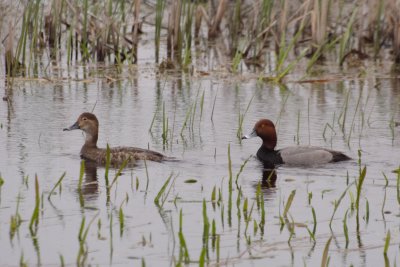 Redhead - Male and Female