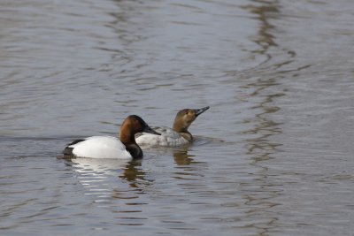 Canvasback - Male and Female
