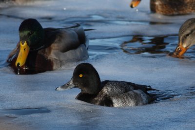 Lesser Scaup