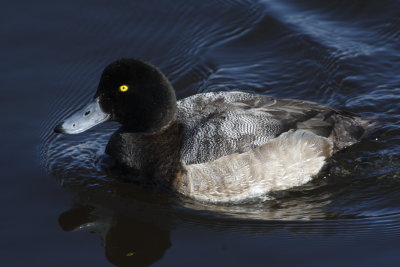 Greater Scaup