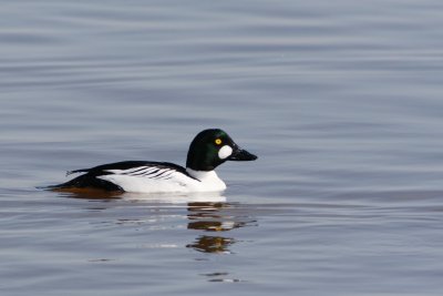 Common Goldeneye
