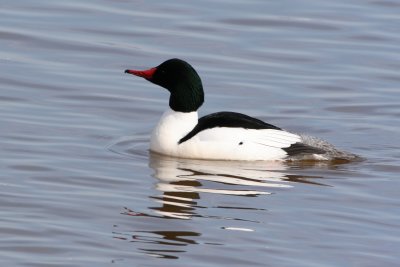 Common Merganser