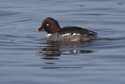 Common Goldeneye - Female