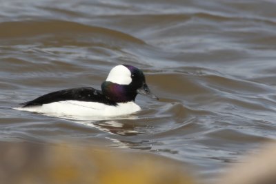 Bufflehead