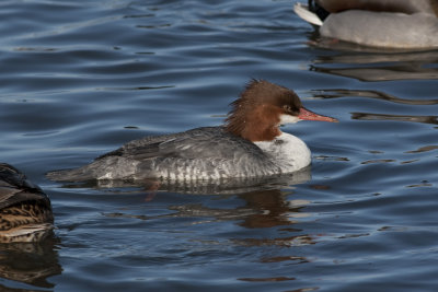 Common Merganser - Female