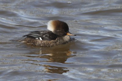 Hooded Merganser - Female