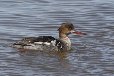 Red-Breasted Merganser - Female