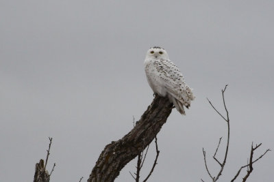 Snowy Owl