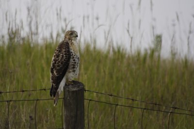 Red-Tailed Hawk - Immature