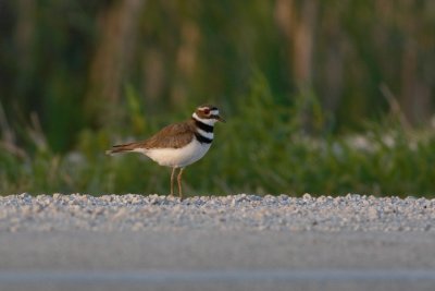 Killdeer