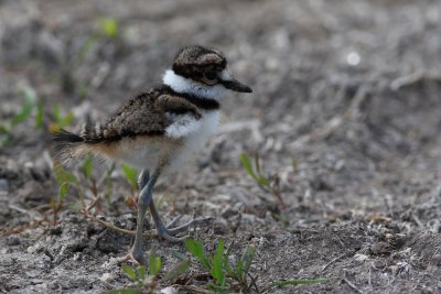 Killdeer Chick