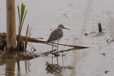 Greater Yellowlegs