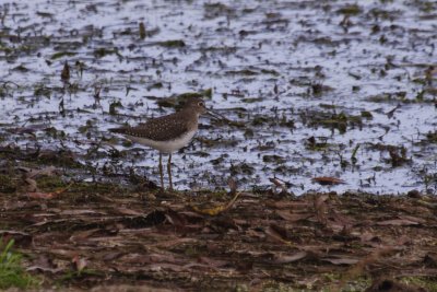 Solitary Sandpiper