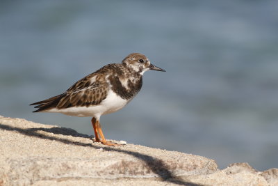 Ruddy Turnstone - Non-Breeding