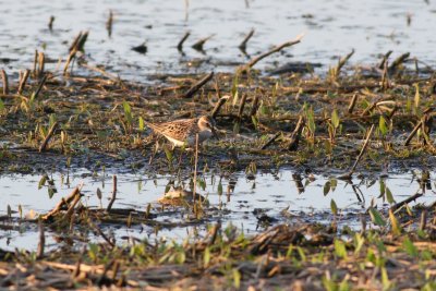 Semipalmated Sandpiper