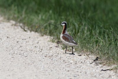 Wilson's Phalarope