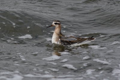 Red Phalarope