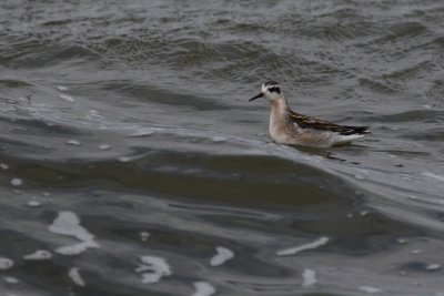 Red-Necked Phalarope