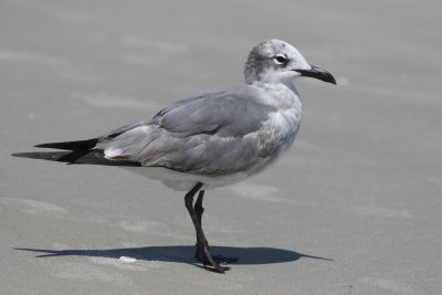 Laughing Gull - 2nd Winter