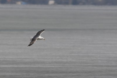 Great Black-Backed  X Herring Gull Hybrid