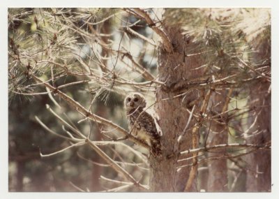 Barred Owl