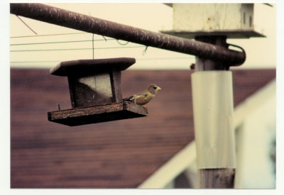 Evening Grosbeak