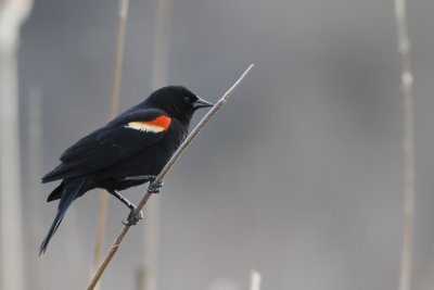 Red-Winged Blackbird