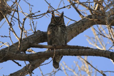 Great Horned Owl