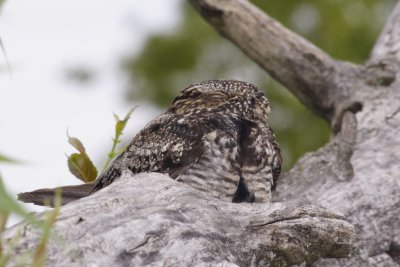 Nightjars and Swifts