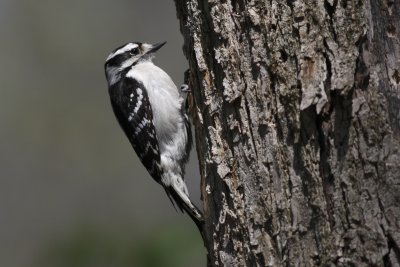 Downy Woodpecker - Female