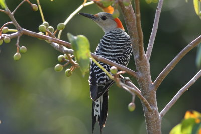 Woodpeckers