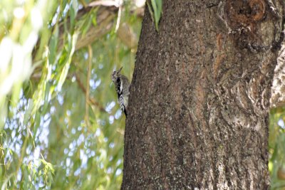 Yellow-Bellied Sapsucker - Immature