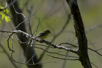 Yellow-Throated Vireo