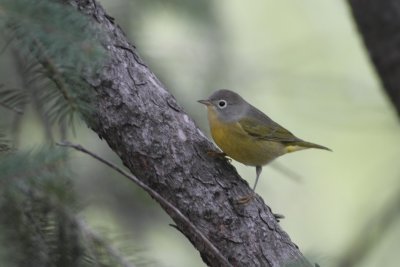 Nashville Warbler