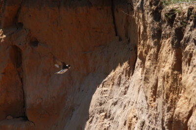 Bank Swallow