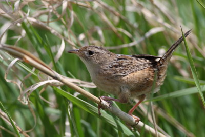 Sedge Wren