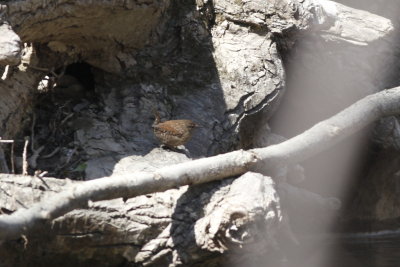 Winter Wren