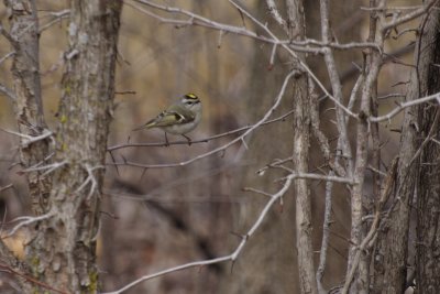 Golden-Crowned Kinglet