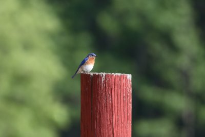 Eastern Bluebird