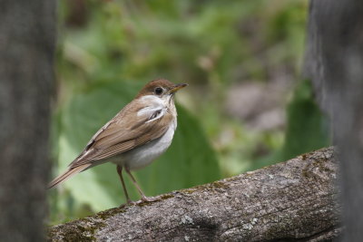 Veery