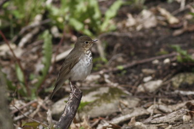 Swainson's Thrush