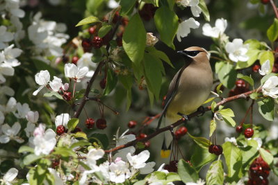 Waxwings and Phainopela