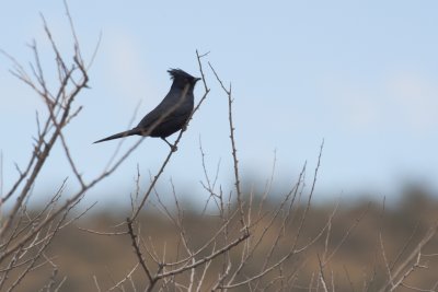 Phainopela