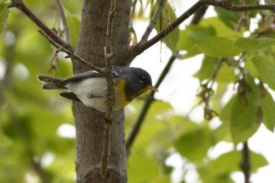 Northern Parula