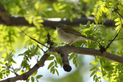Tennessee Warbler