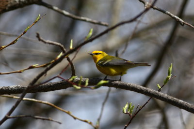 Blue-Winged Warbler