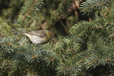 Cape May Warbler - Female